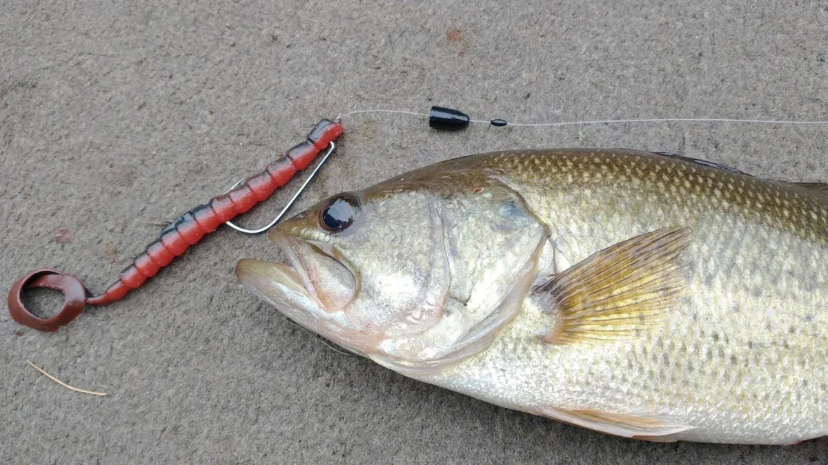 Why the Texas Rig Is the Best Bass Fishing Lure Ever